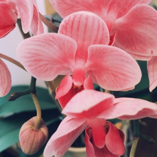 Pink Orchid, Michael Uzowuru