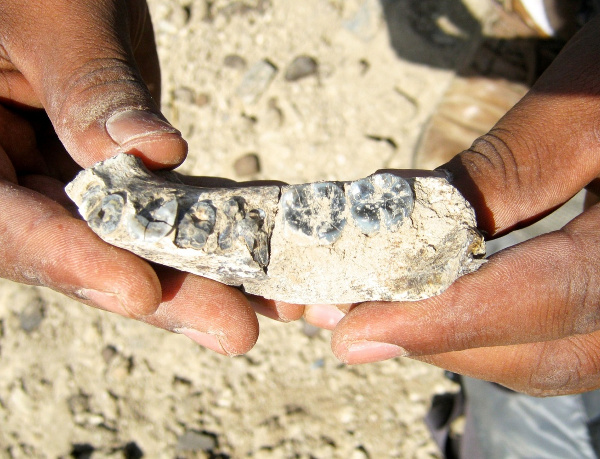 Jawbone Ethiopia